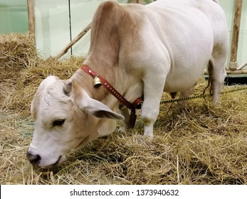 Dwarf Cow Stands To Eat Hay.