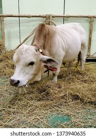 Dwarf Cow Stands To Eat Hay.