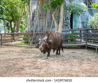 A Dwarf Cow At A Wildlife In Thailand.