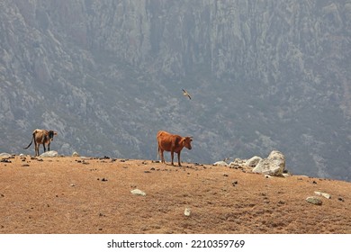 Dwarf Cows, Socotra Island, Yemen