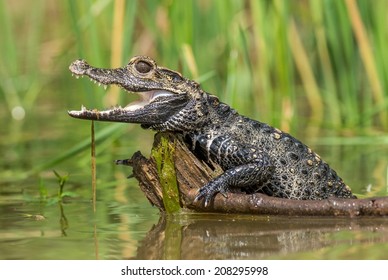 Dwarf Crocodile