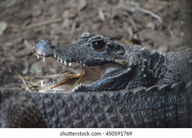 Dwarf Crocodile