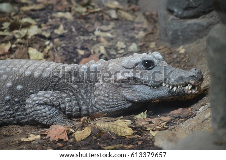 Dwarf Crocodile