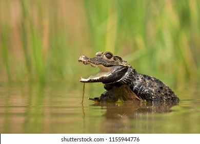 Dwarf crocodile (Osteolaemus tetraspis), also known commonly as the African dwarf, broad-snouted or bony crocodile, is an African crocodile that is also the smallest