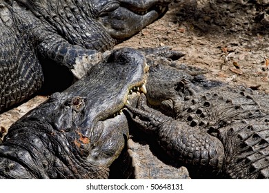 Dwarf Crocodile (Osteolaemus Tetraspis) Sleeping On The Warm Sand In St. Augustine Alligator Farm Zoological Park.