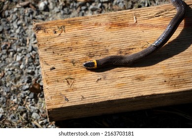 Dwarf crowned snake, cacophis krefftii, or kreffts dwarf snake, a small, slightly venemous snake found in Queensland, Australia.