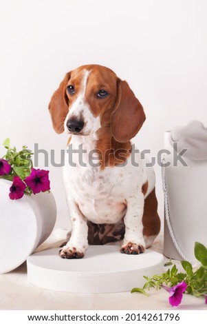 Dwarf dachshund Рiebald posing in the studio on a light background