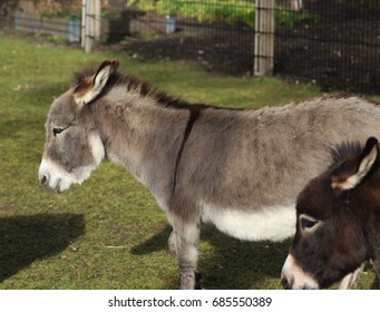 Dwarf donkey Images, Stock Photos & Vectors | Shutterstock