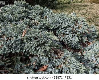 Dwarf evergreen shrub  - Flaky juniper or singleseed juniper (juniperus squamata )'Blue star' with dense, sparkling silver-blue foliage growing in a rock garden early in the spring