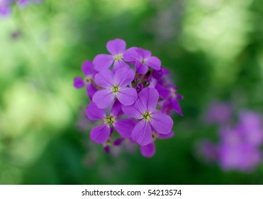 Dwarf Fireweed