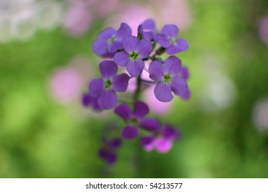 Dwarf Fireweed