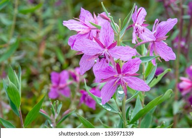 Dwarf Fireweed In Alaska