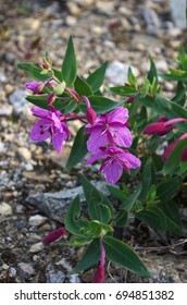 Dwarf Fireweed In Yukon, Canada