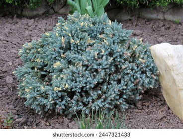 The dwarf form of flaky juniper (Juniperus squamata) is used in landscape design