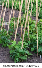 Dwarf French Beans