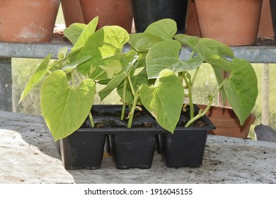 Dwarf French Beans Growing In A Seed Pot.