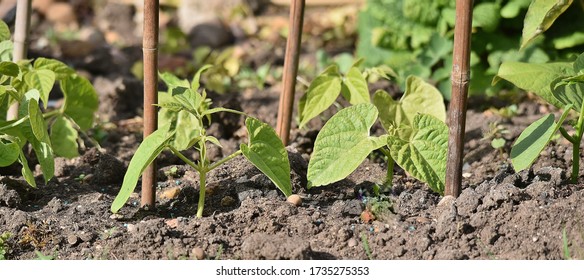 Dwarf French Beans Growing Up Some Canes Outside In A Garden.