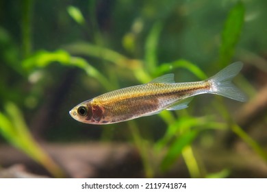 Dwarf Freshwater Fish Sunbleak Shine Silver Side And Swim In Biotope Aquarium, Funny Unusual Pet On Blurred Background, Shallow Dof, Beauty Of Nature Concept