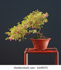 Dwarf Fuchsia Bonsai