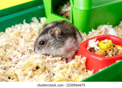 Dwarf gray hamster. Little house.Cute baby hamster, standing facing front.hamster eating food - Shutterstock ID 2250964475