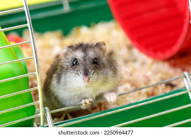 Dwarf gray hamster. Little house.Cute baby hamster, standing facing front.hamster eating food - Shutterstock ID 2250964477
