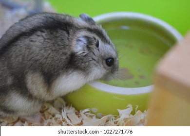 Dwarf Gray Hamster Who Drinks Water