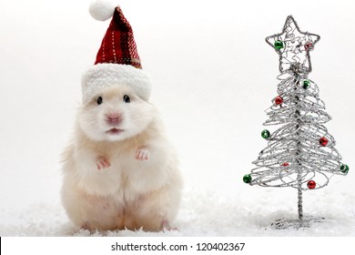 Dwarf hamster with christmas red hat on white background