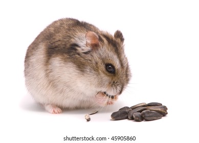 Dwarf Hamster Eating Sunflower Seed Stock Photo 45905860 | Shutterstock