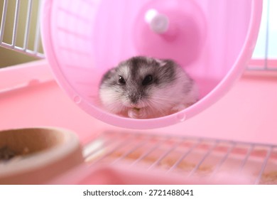 Dwarf hamster looking out from an exercise wheel, showing curiosity and natural rodent behavior