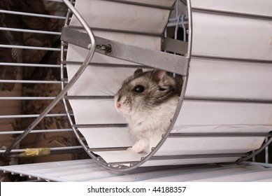 Dwarf Hamster In A Wheel