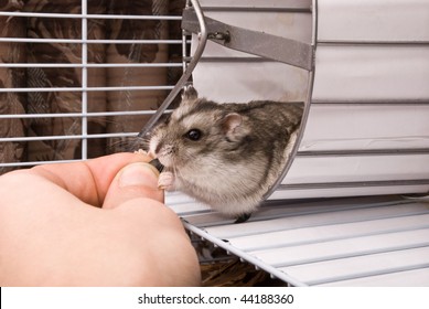 Dwarf Hamster In A Wheel