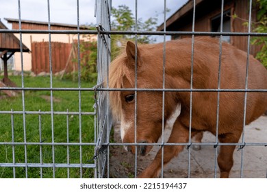 Dwarf Horse Behind Bars. Pony.