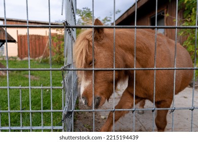 Dwarf Horse Behind Bars. Pony.