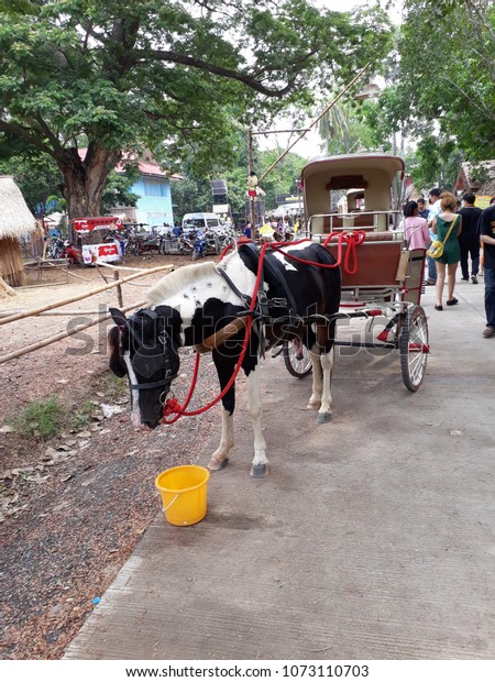 Dwarf horse
drag car  Waiting for tourists to use the service. The fabric is
used to close the eyes are not shocked. At Bang Rachan Marget 
Singburi, Thailand recorded on April
1,2018