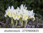 Dwarf iris ‘Katharine’s Gold’ blooming in early spring garden, delicate pale yellow and white flowers with intricate markings. Close-up of Iris reticulata ‘Katharine’s Gold’ flowers emerging from soil, vibrant early spring blossoms with soft pastel tones.