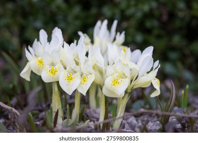 Dwarf iris ‘Katharine’s Gold’ blooming in early spring garden, delicate pale yellow and white flowers with intricate markings. Close-up of Iris reticulata ‘Katharine’s Gold’ flowers emerging from soil, vibrant early spring blossoms with soft pastel tones.
