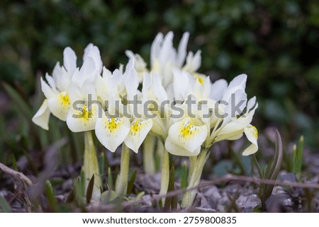 Dwarf iris ‘Katharine’s Gold’ blooming in early spring garden, delicate pale yellow and white flowers with intricate markings. Close-up of Iris reticulata ‘Katharine’s Gold’ flowers emerging from soil, vibrant early spring blossoms with soft pastel tones.
