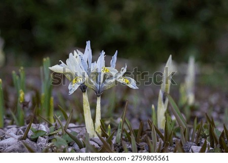 Dwarf iris ‘Katharine Hodgkin’ blooming in early spring garden, pale blue and yellow patterned petals in soft natural light. Close-up of Iris reticulata ‘Katharine Hodgkin’ flowers emerging from gravel soil, delicate spring blossoms with intricate markings.