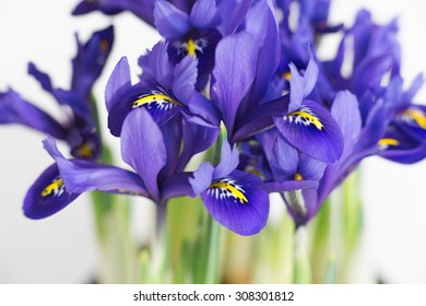 Dwarf Iris Flower Purple Closeup