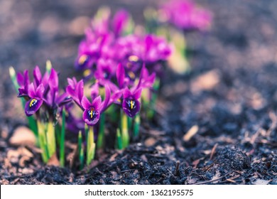 Dwarf Iris Flower In Spring