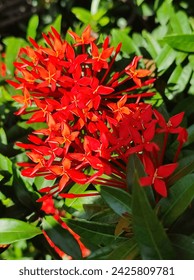 Dwarf ixora red flower bunch