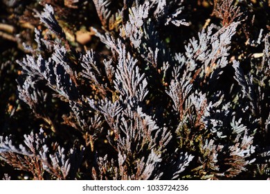 Dwarf Japanese Garden Juniper