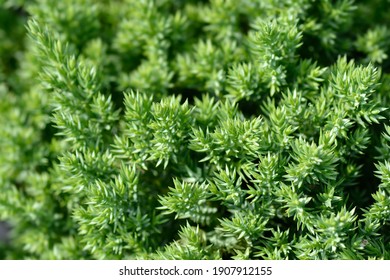 Dwarf Japanese Garden Juniper - Latin Name - Juniperus Procumbens Nana