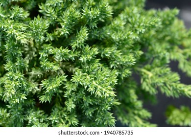 Dwarf Japanese Garden Juniper - Latin Name - Juniperus Procumbens Nana