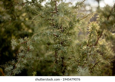 Dwarf Japanese Garden Juniper - Latin Name - Juniperus Procumbens Nana.