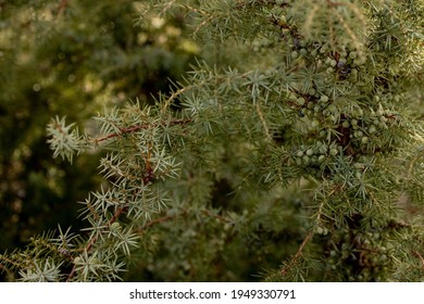 Dwarf Japanese Garden Juniper - Latin Name - Juniperus Procumbens Nana.