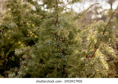 Dwarf Japanese Garden Juniper - Latin Name - Juniperus Procumbens Nana.