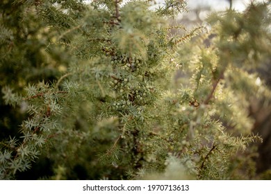 Dwarf Japanese Garden Juniper - Latin Name - Juniperus Procumbens Nana.