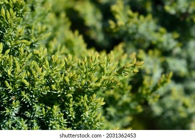 Dwarf Japanese Garden Juniper , Latin Name - Juniperus Procumbens Nana