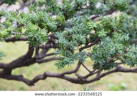 Dwarf japanese yew. Taxaceae evergreen coniferous shrub.
It spreads horizontally near the base of the tree and is used for Japanese style gardens ,bonsai and hedges.